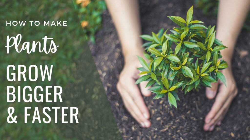 Hands pressing soiling against green plant with small leaves to plant it in the garden