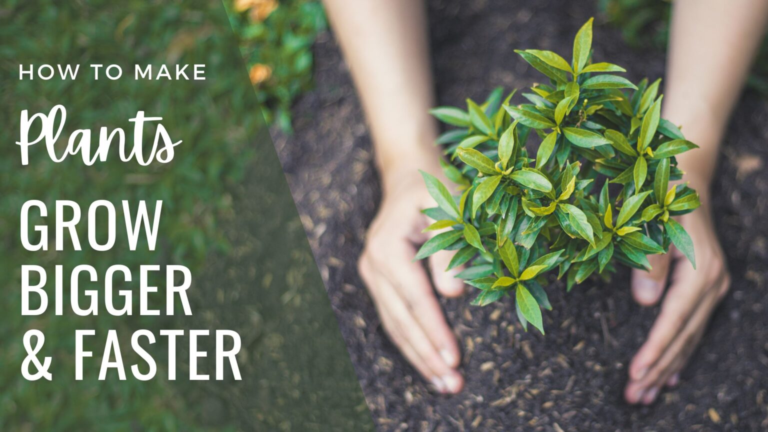 25 Easy Ways To Make Plants Grow Bigger and Faster A HowTo Guide To