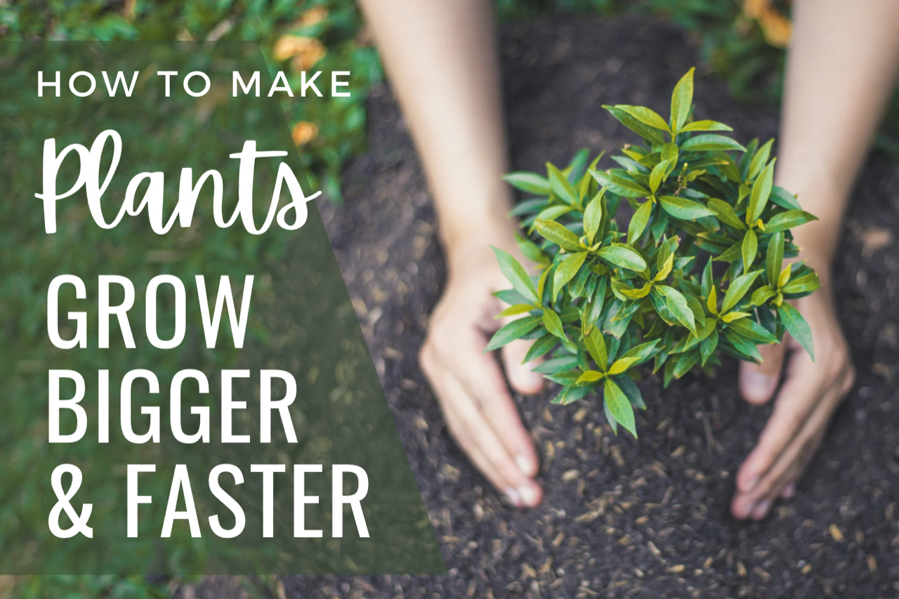 pair of hands planting a small plant in ground, with words how to make plants grow bigger and faster