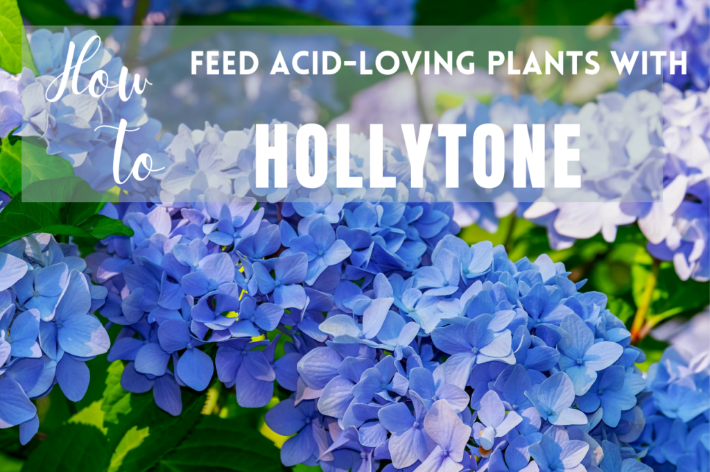 Blue hydrangeas with bright green leaves and title of blog post How To Feed Acid Loving Plants With Hollytone