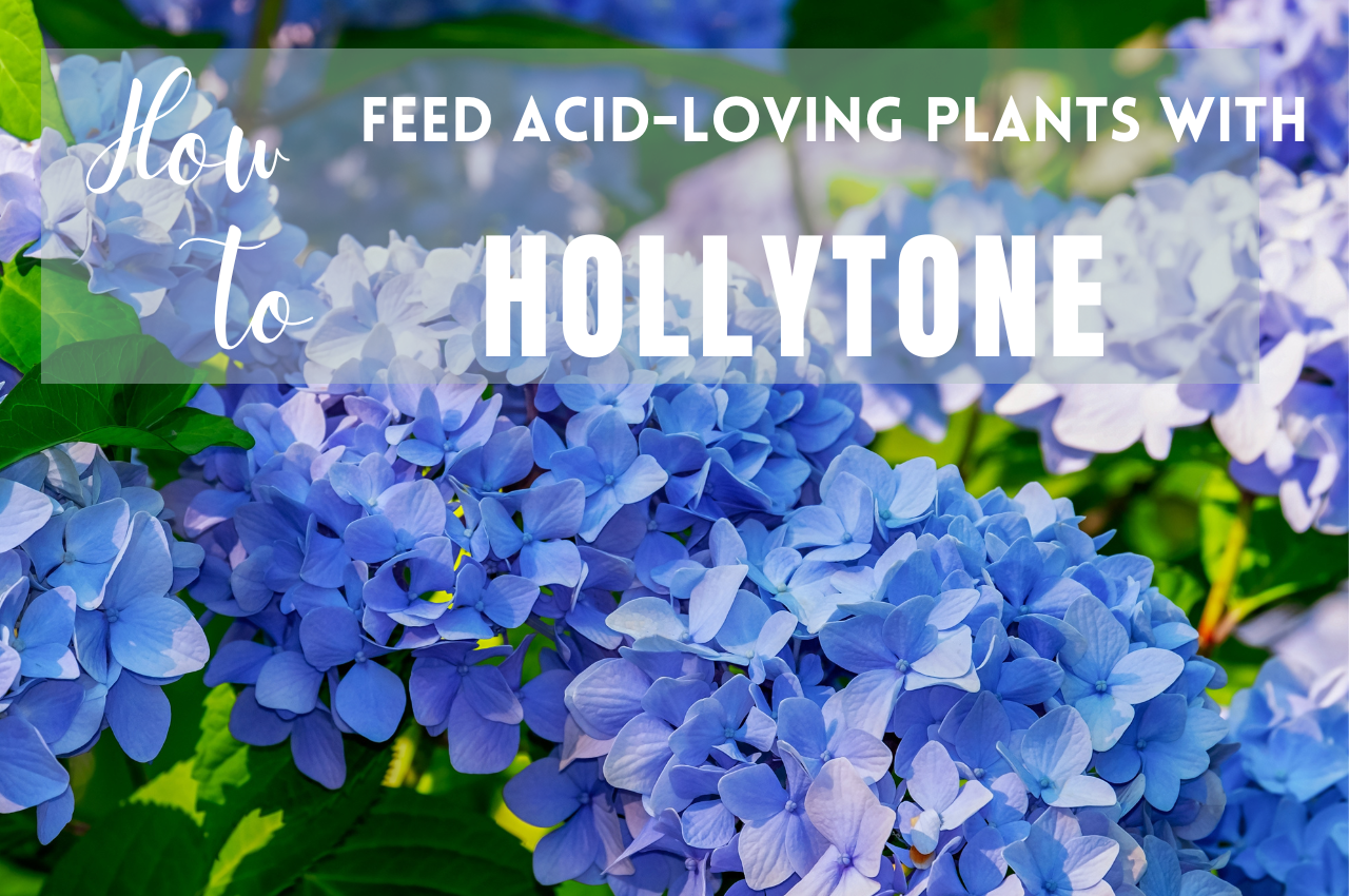 hydrangeas and how to feed acid loving plants with hollytone