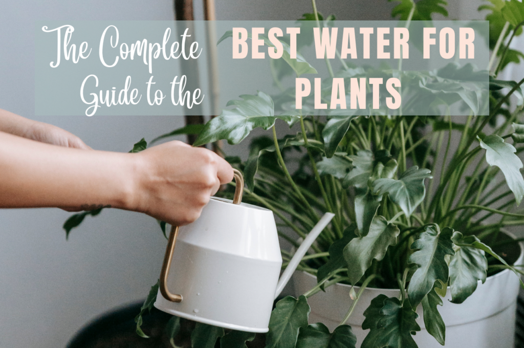 hands holding watering can and watering a peace lily houseplant