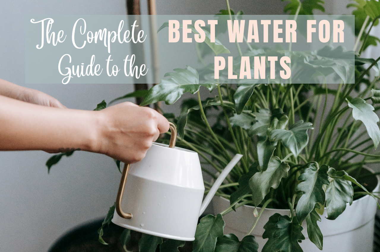 best water for plants