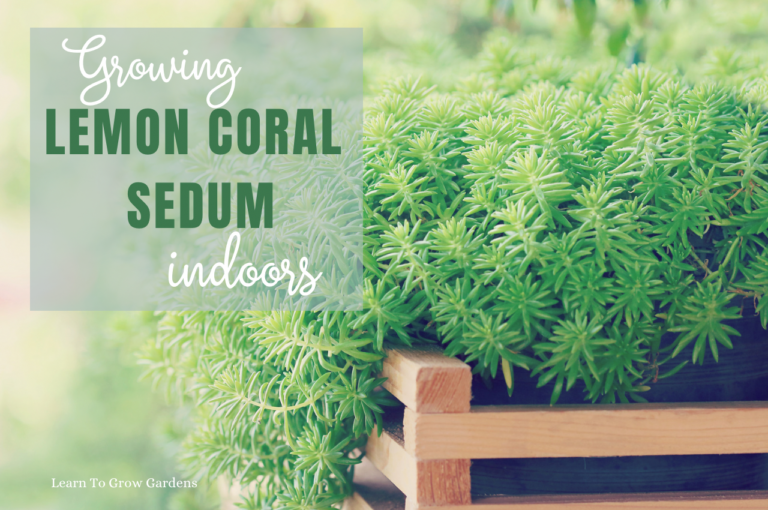 How To Grow Lemon Coral Sedum Indoors: A Complete Guide