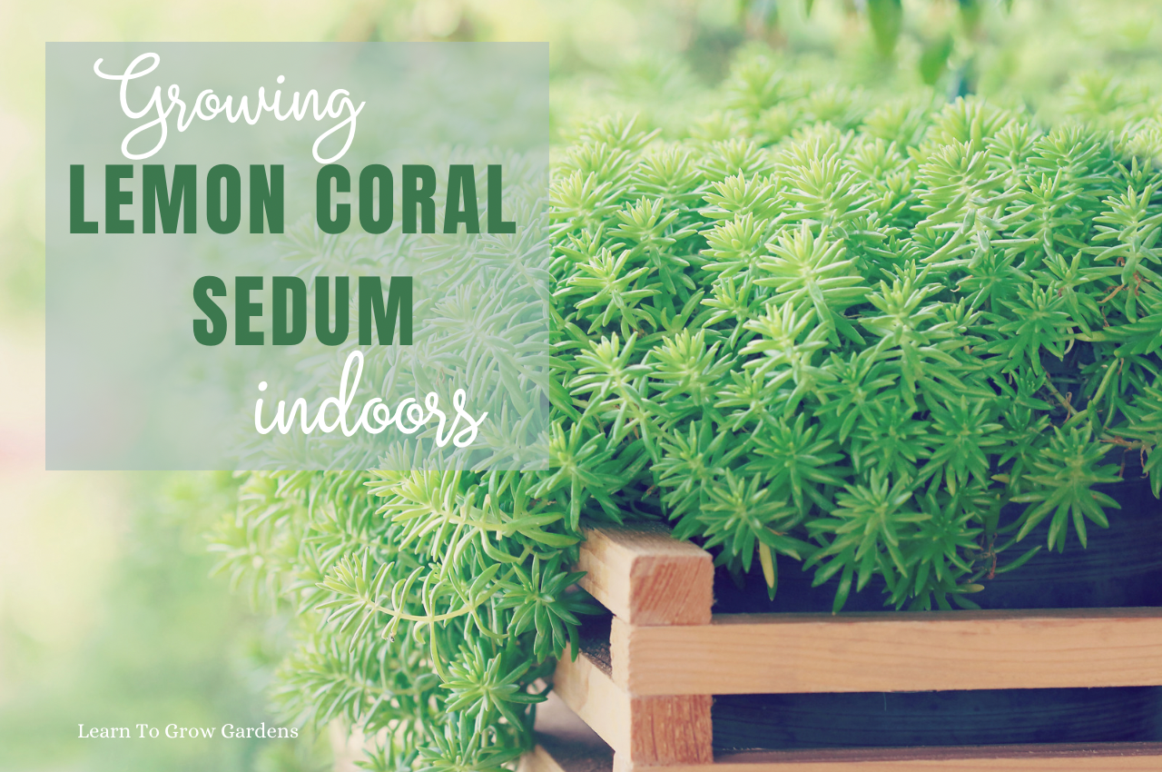 lemon coral sedum in outdoor planter
