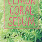 how to grow lemon coral sedum pinterest pin