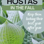 hosta care in fall