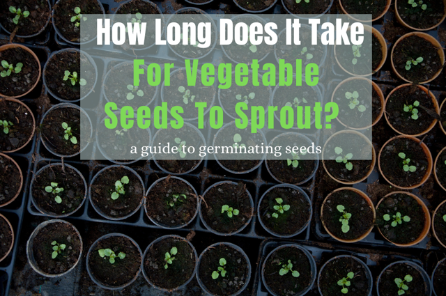 How Long Does It Take For Vegetable Seeds To Sprout