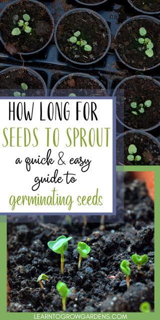 How Long Do Seeds Take To Sprout How Long Does It Take For Vegetable Seeds To Sprout - Learn To Grow Gardens