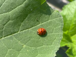 ladybug on a squash leaf