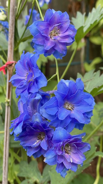 Bright blue and purple larkspur flowers