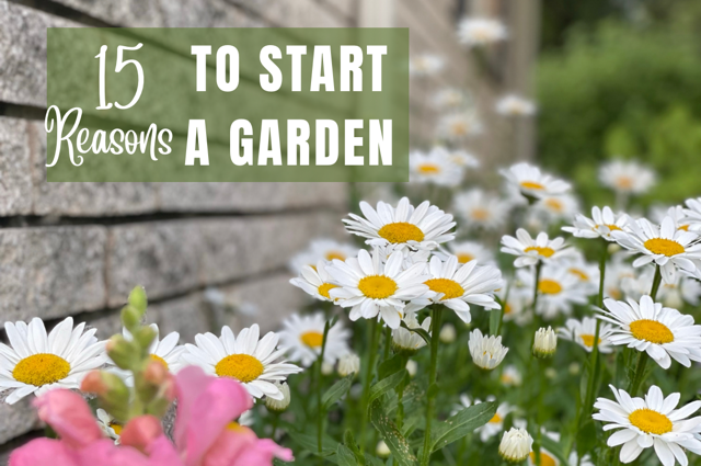 daisies against a brick wall and words 15 reasons to start a garden
