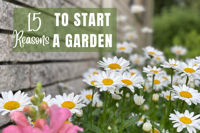 daisies in a row against a brick wall and words 15 reasons to start a garden