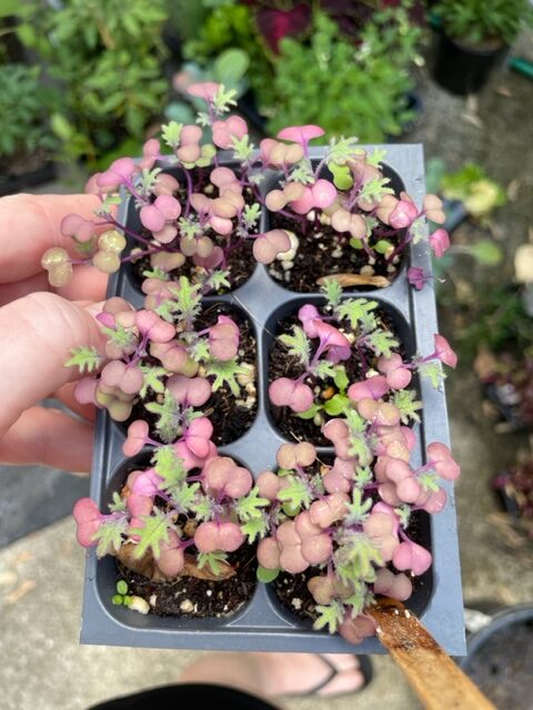 Scarlet kale seedlings in seed starting tray
