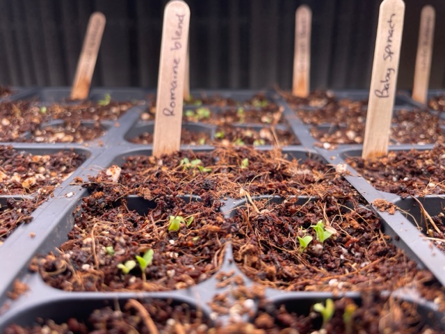 Newly sprouted seedlings under grow lights