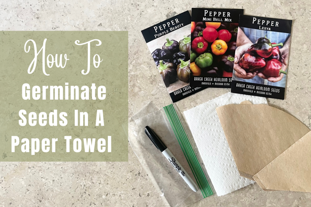 Seed packets, paper towel, coffee filters, plastic sandwich bag and permanent marker lying on a marble table with the words how to germinate seeds in a paper towel.