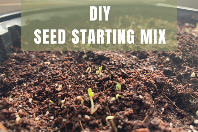 DIY Seed Starting Mix: The Best Soil Recipe For Seedlings