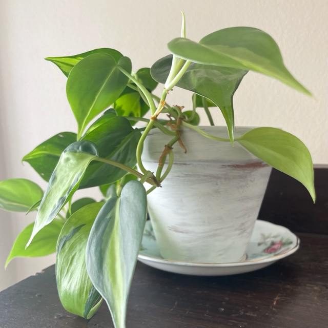Philodendron in a whitewashed terracotta pot on a teacup saucer