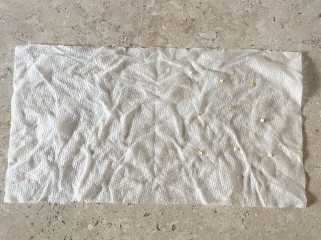 10 tiny pepper seeds laid out on a wet paper towel