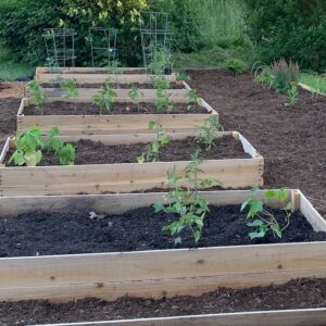 Cedar raised beds lined up in a garden with peppers and tomato plants