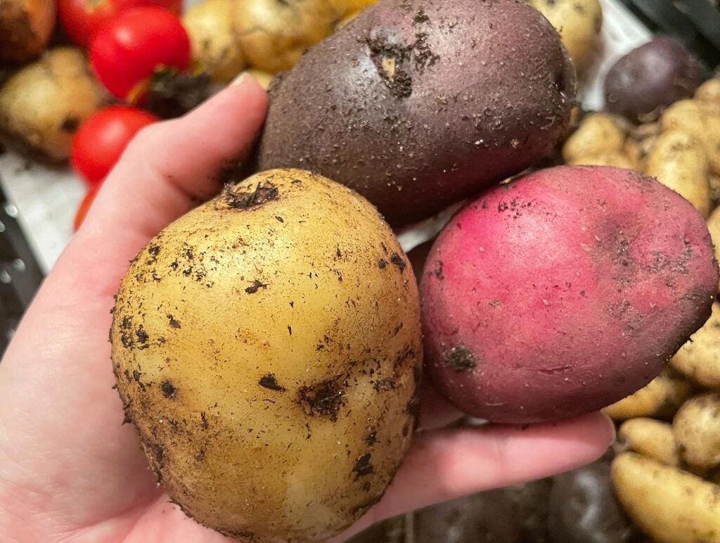 red, yellow, and purple potato harvest grown by a garden coach