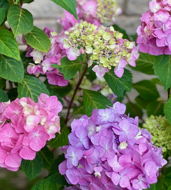 purple and pink endless summer hydrangeas