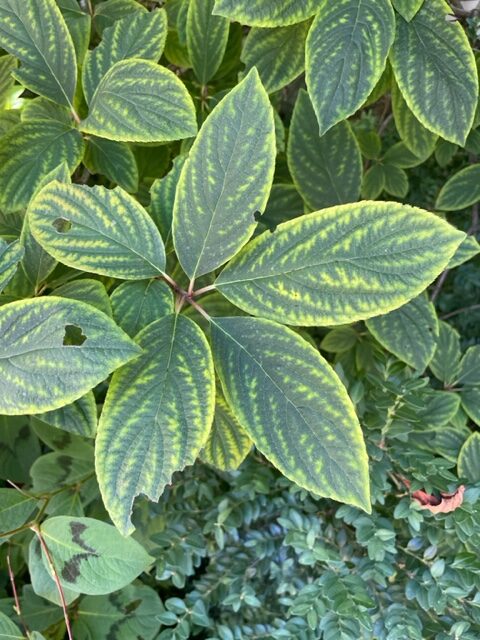 Iron deficiency in hydrangea leaves