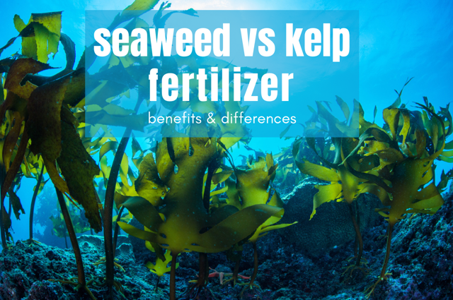 Seaweed vs Kelp Fertilizer: The Benefits and Differences