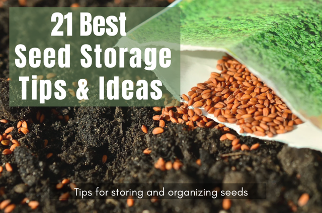 Brown seeds spilling out of green seed packet onto garden soil, and words 21 best seed storage tips and ideas. Tips and ideas for storing and organizing seeds.
