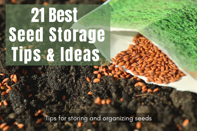 Seed Storage Containers: Best Ways to Keep Organized