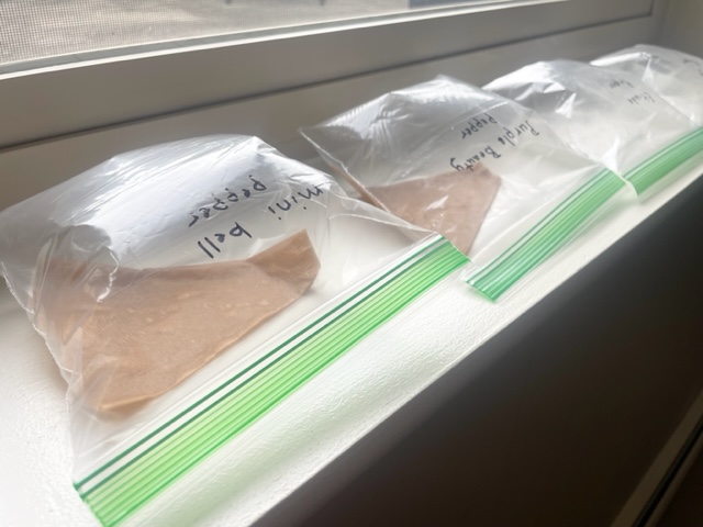 Plastic sandwich bags lined up in a window with wet paper towels and coffee filters to germinate seeds in a paper towel or coffee filter