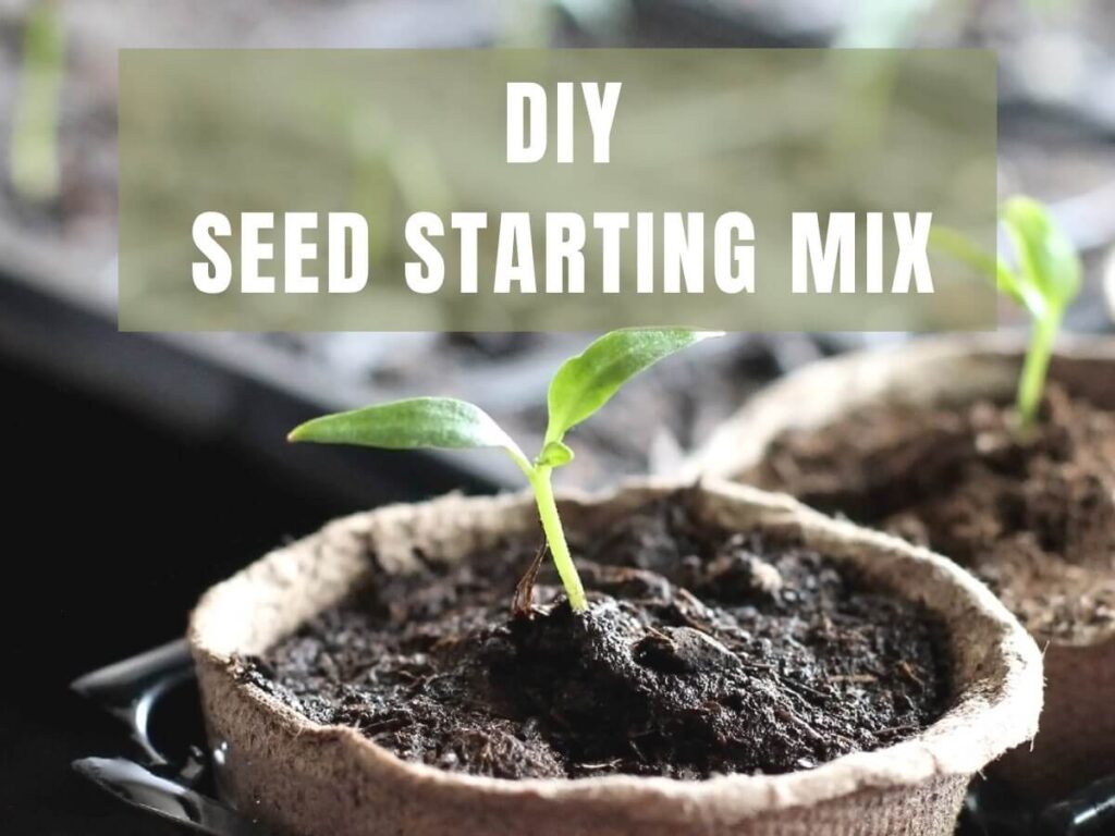 seedling in diy seed starting mix in peat pot