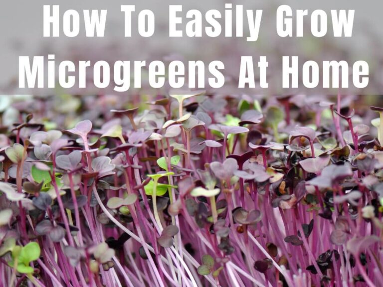 How To Easily Grow Microgreens At Home