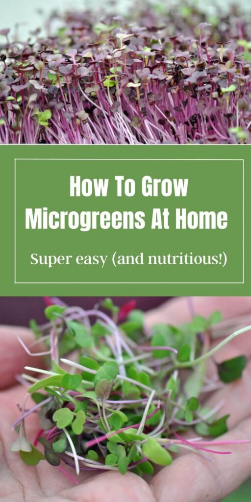 purple and green microgreens in hand
