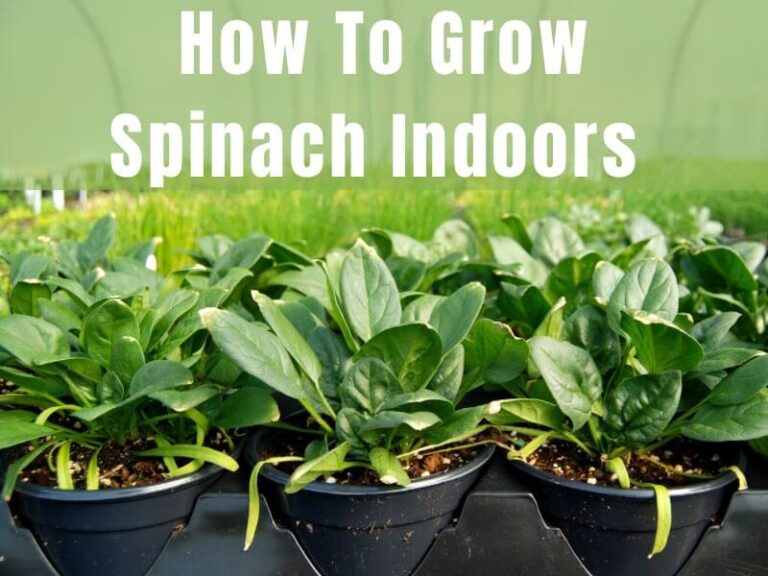 How To Grow Spinach Indoors