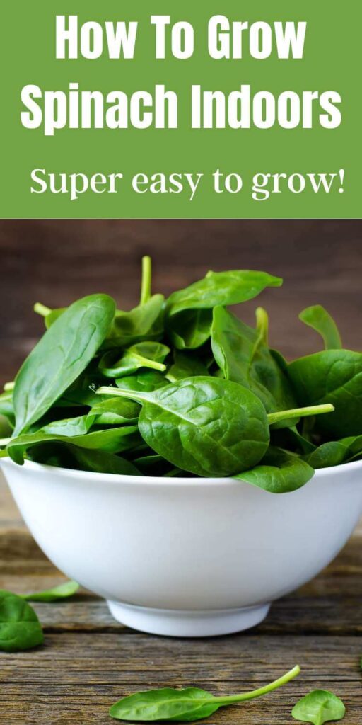 baby spinach in white bowl on wooden surface