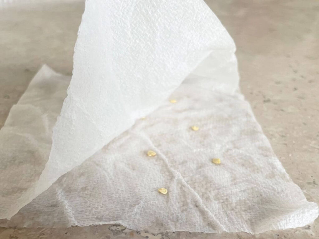 pepper seeds on damp paper towel for germination