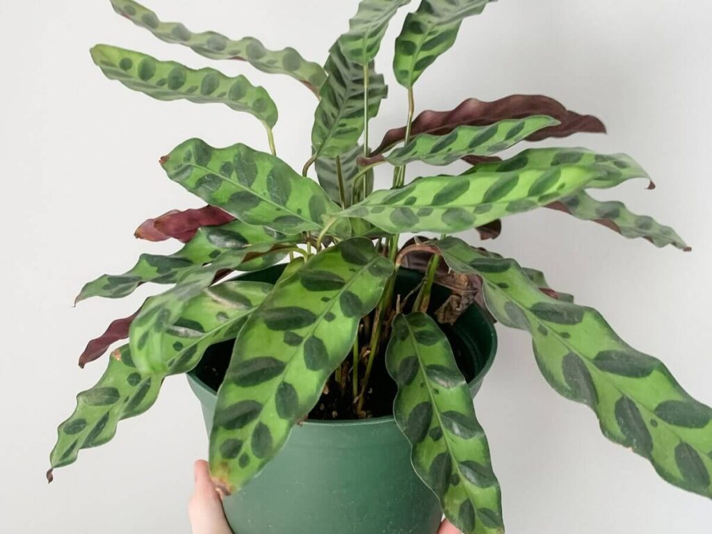 rattlesnake plant in green pot