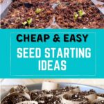 seeds sprouting in diy seed starting mix and toilet paper tube pots filled with diy seed starting mix