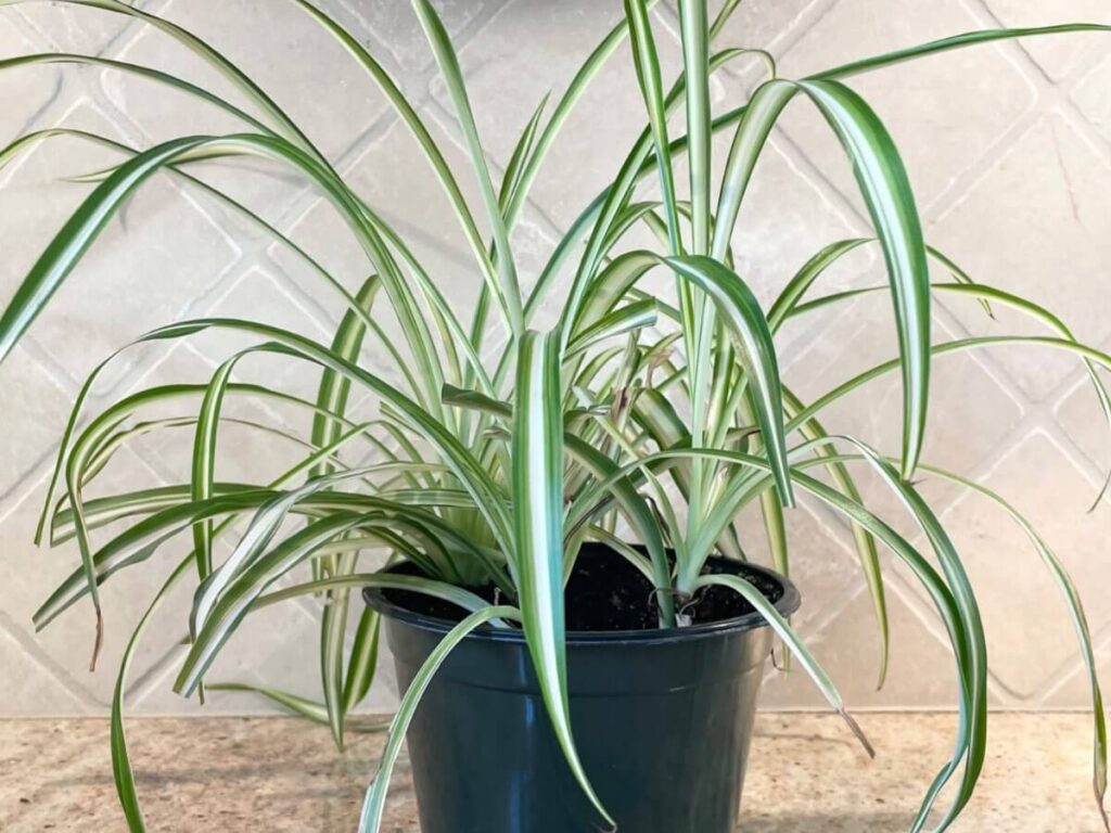 spider plant in black pot on granite counter