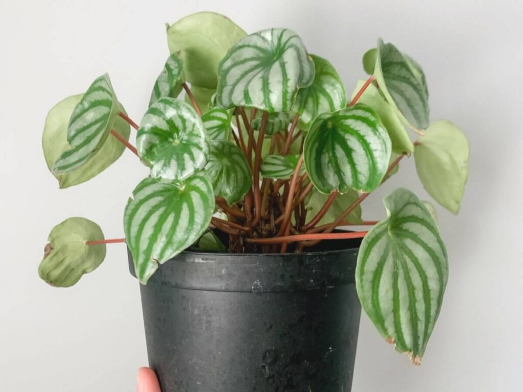 watermelon pilea plant in black pot