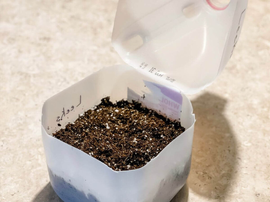 potting soil in milk carton for winter sowing