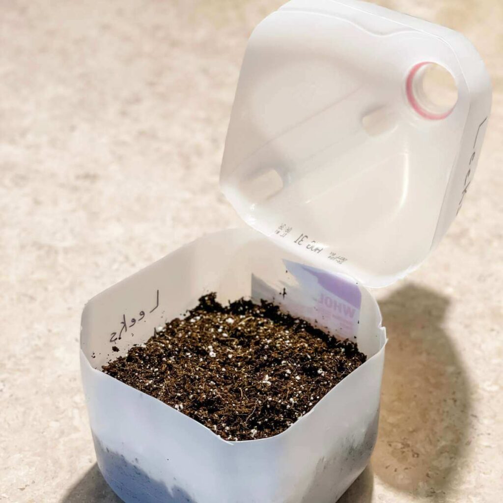 potting soil in milk jug for winter sowing