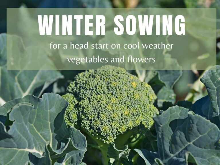 Winter Sowing Seeds: A Complete Guide To Getting Started