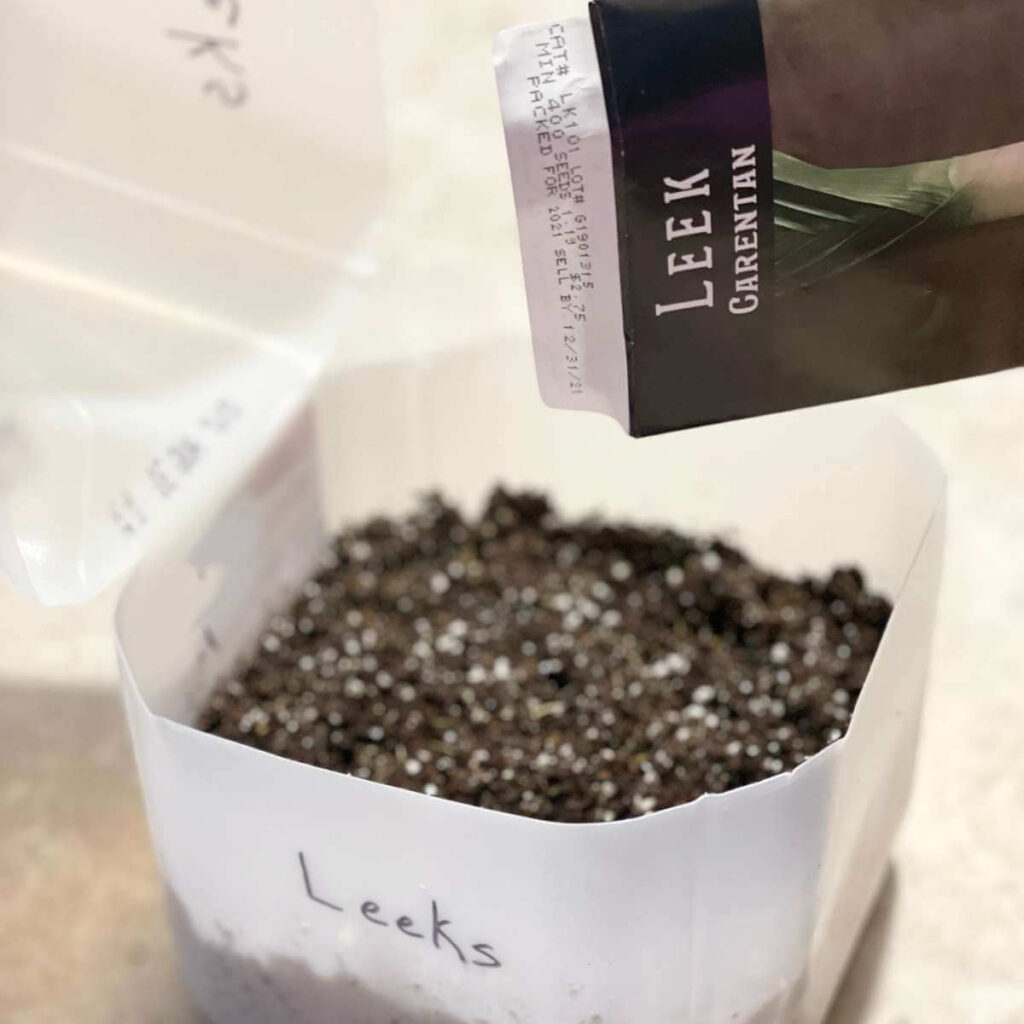 leek seeds being sprinkled into milk jug that's been cut in half and filled with potting mix for winter sowing