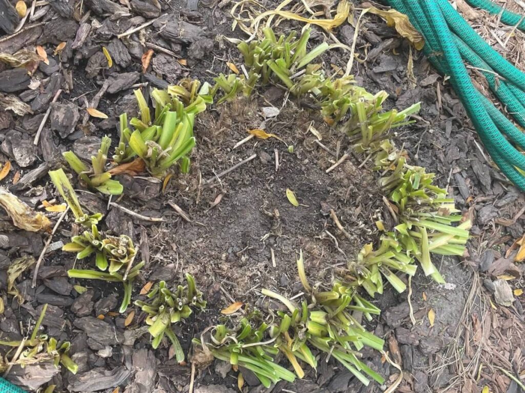 hosta with crown rot and dead center