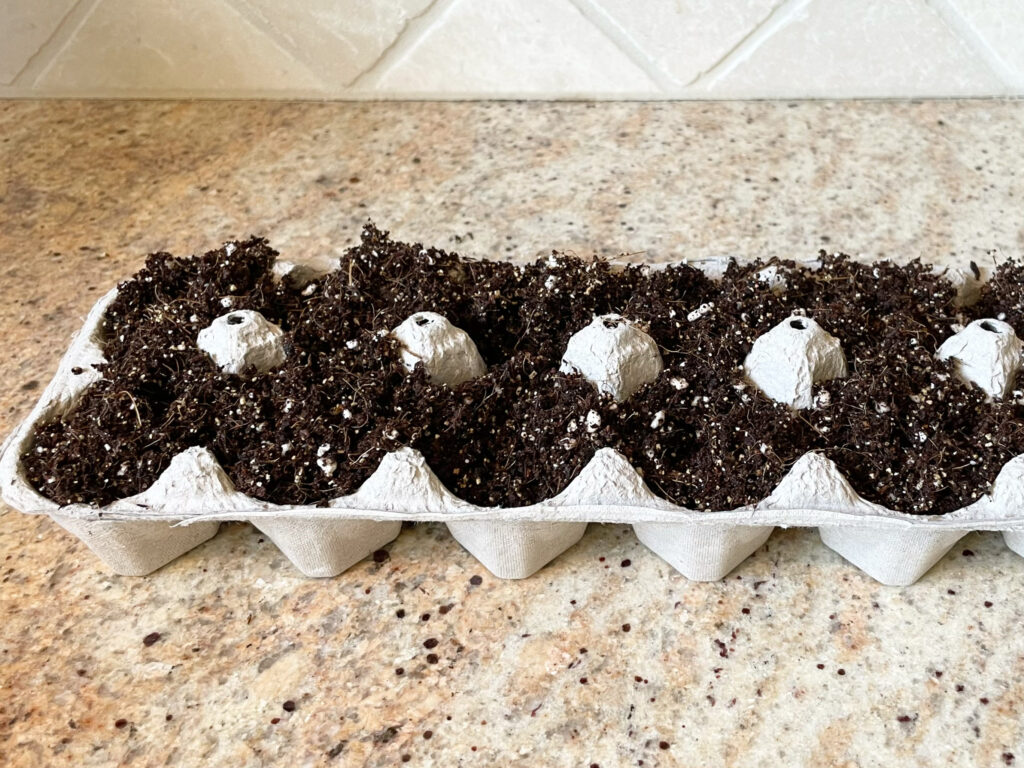 egg carton diy seed starting container idea