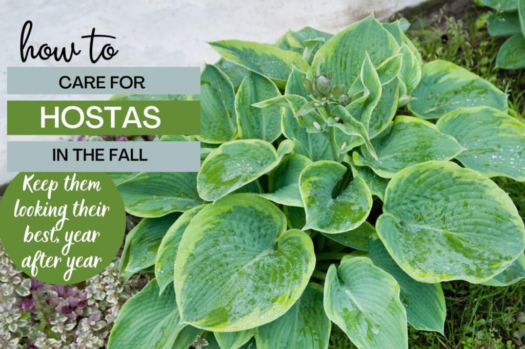 green variegated hosta