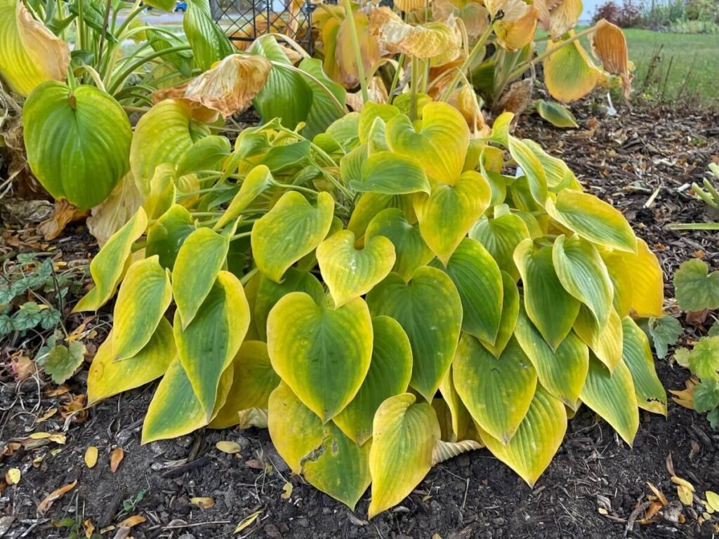 hostas turning yellow after hard freeze