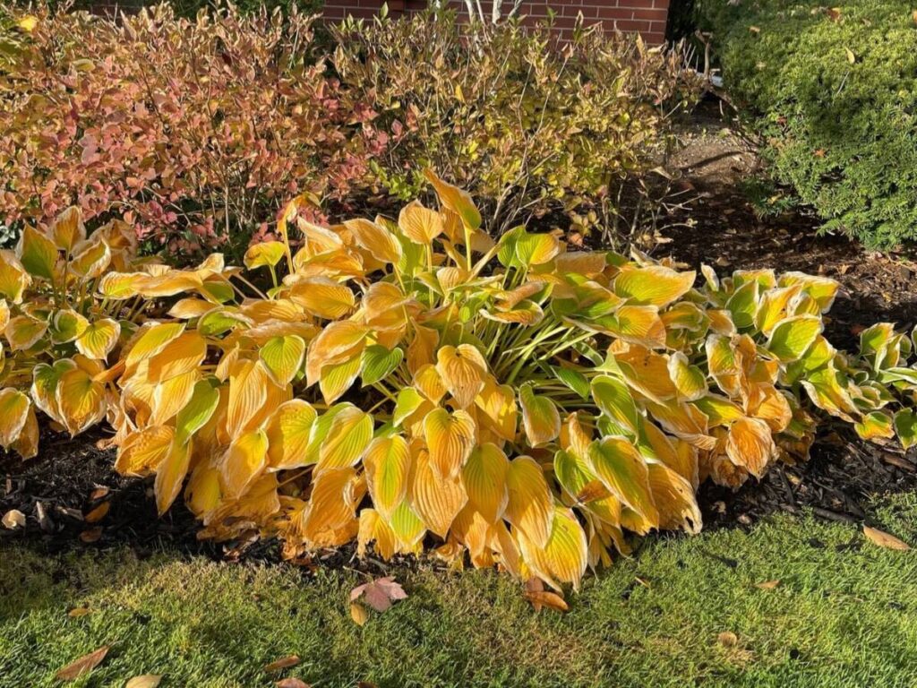 hosta that has turned yellow in the fall